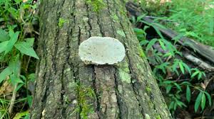 Attēlu rezultāti vaicājumam “Trametes gibbosa”