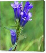 Attēlu rezultāti vaicājumam “Gentiana pneumonanthe”