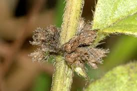 Attēlu rezultāti vaicājumam “Mentha arvensis leaf”