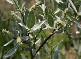 Attēlu rezultāti vaicājumam “Salix lapponum leaf”