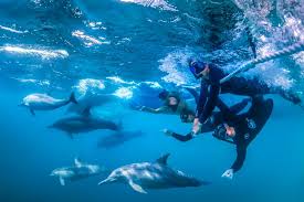 Image result for Belfairs Dolphins Snorkelling Club