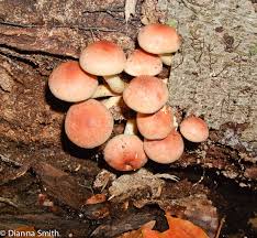 Attēlu rezultāti vaicājumam “Hypholoma lateritium”