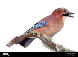 Attēlu rezultāti vaicājumam “Garrulus glandarius”