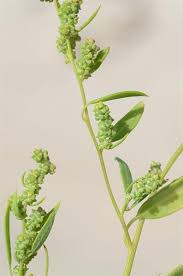 Attēlu rezultāti vaicājumam “Chenopodium polyspermum var. acutifolium flower”