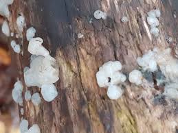 Attēlu rezultāti vaicājumam “Exidia thuretiana”