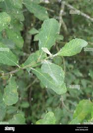 Attēlu rezultāti vaicājumam “Salix aurita leaf”