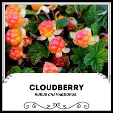 Attēlu rezultāti vaicājumam “Rubus chamaemorus fruit”