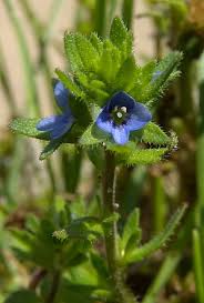 Attēlu rezultāti vaicājumam “Veronica arvensis flower”