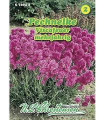 Image result for Pechnelke