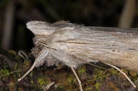 Attēlu rezultāti vaicājumam “Cucullia umbratica”