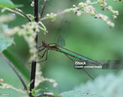 Attēlu rezultāti vaicājumam “Chalcolestes viridis”