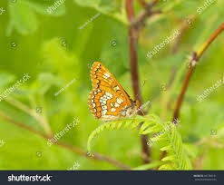 Attēlu rezultāti vaicājumam “Euphydryas maturna”