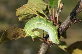 Attēlu rezultāti vaicājumam “Ptilodon capucina larva”