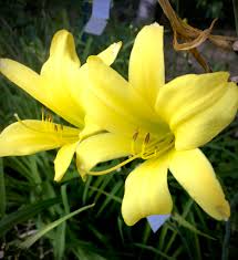 Attēlu rezultāti vaicājumam “Hemerocallis lilioasphodelus”