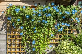 Image result for Ipomoea Heavenly Blue