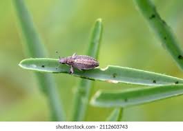 Attēlu rezultāti vaicājumam “Sitona sp.”