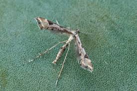 Attēlu rezultāti vaicājumam “Platyptilia gonodactyla”