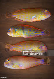 Image result for Xyrichtys novacula