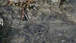 Attēlu rezultāti vaicājumam “Gordius aquaticus”