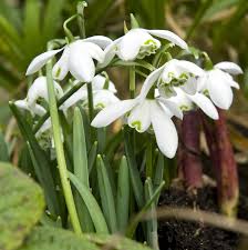 Attēlu rezultāti vaicājumam “Galanthus nivalis flower”