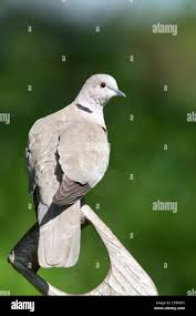 Attēlu rezultāti vaicājumam “Streptopelia decaocto adult”