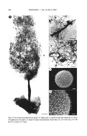 Attēlu rezultāti vaicājumam “Comatricha alta stalked”
