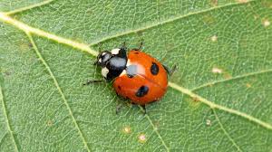 Attēlu rezultāti vaicājumam “Coccinella quinquepunctata”