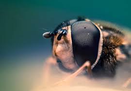 Attēlu rezultāti vaicājumam “Lycogala convexum macro”