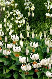 Image result for Lilium martagon Alba