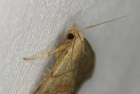 Attēlu rezultāti vaicājumam “Herminia tarsicrinalis”