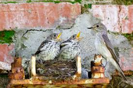 Attēlu rezultāti vaicājumam “Muscicapa striata juvenile”