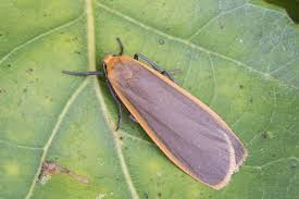 Attēlu rezultāti vaicājumam “Eilema depressa imago”