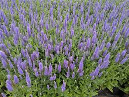 Attēlu rezultāti vaicājumam “Veronica longifolia leaf”