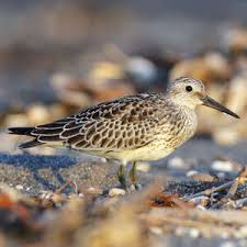 Image result for Calidris tenuirostris