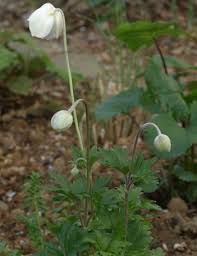 Attēlu rezultāti vaicājumam “Anemone sylvestris fruit”