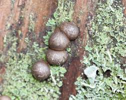 Attēlu rezultāti vaicājumam “Lycogala irregulare”