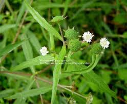 「タカスギ・サブロウタ」の画像検索結果