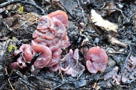 Attēlu rezultāti vaicājumam “Ascocoryne cylichnium”