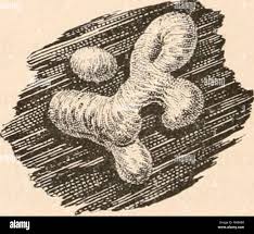 Attēlu rezultāti vaicājumam “Hemitrichia clavata young”