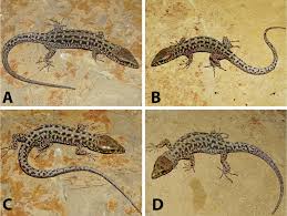 Attēlu rezultāti vaicājumam “Lycogala convexum sessile”