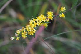 Image result for Solidago virgaurea