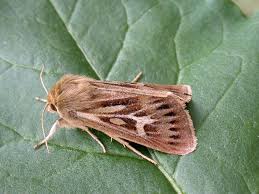 Attēlu rezultāti vaicājumam “Cerapteryx graminis”