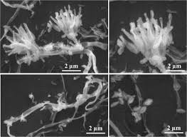 Attēlu rezultāti vaicājumam “Akanthomyces aculeatus”