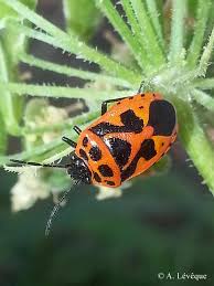 Attēlu rezultāti vaicājumam “Eurydema dominulus”