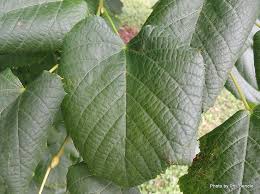 Attēlu rezultāti vaicājumam “Tilia x moltkei”