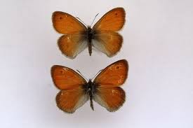 Attēlu rezultāti vaicājumam “Coenonympha pamphilus upperside”