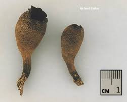 Attēlu rezultāti vaicājumam “Craterium aureum”