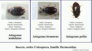 Attēlu rezultāti vaicājumam “Attagenus pellio”