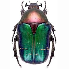 Attēlu rezultāti vaicājumam “Cetonia aurata”