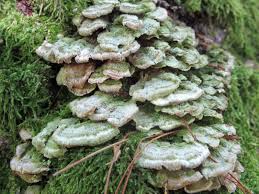 Attēlu rezultāti vaicājumam “Trichaptum biforme”